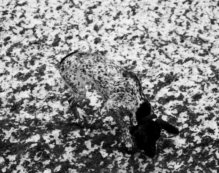 funny pets masters of camouflage dog black and white