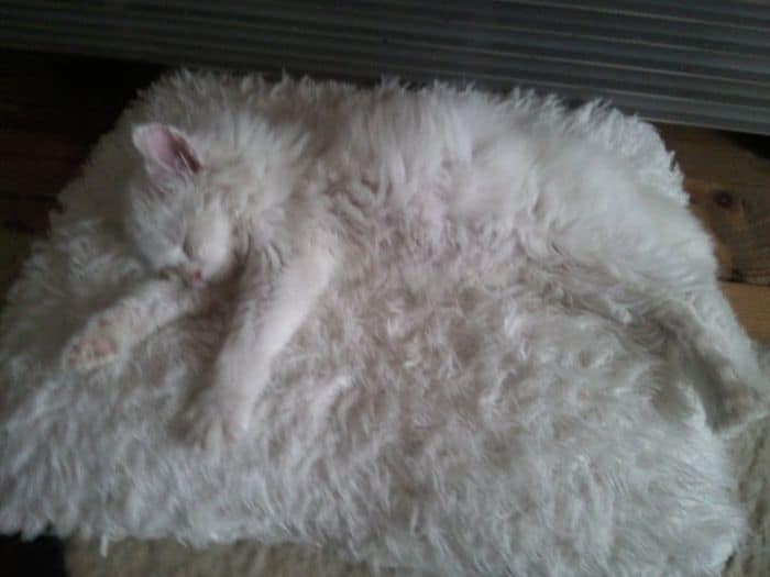 funny pets masters of camouflage fluffy cat