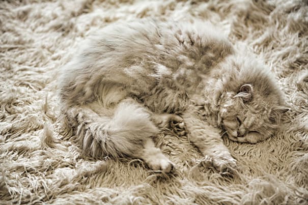 funny pets masters of camouflage grey rug