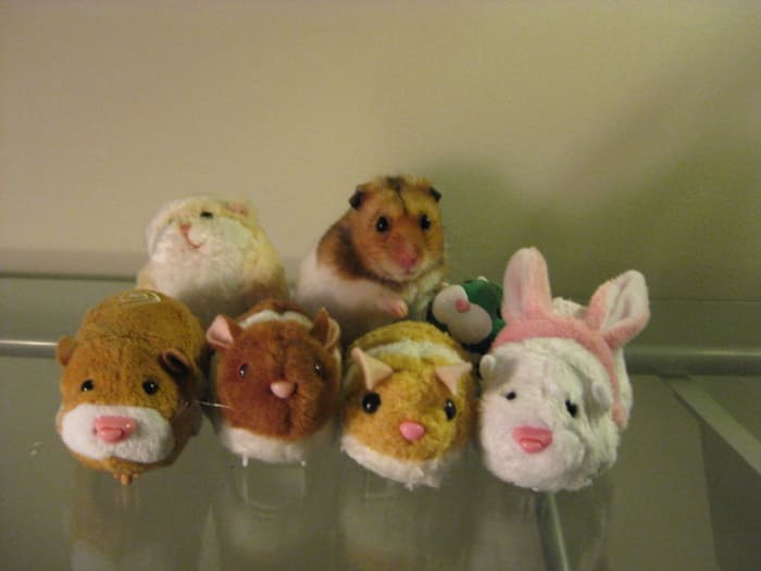 funny pets masters of camouflage hamster