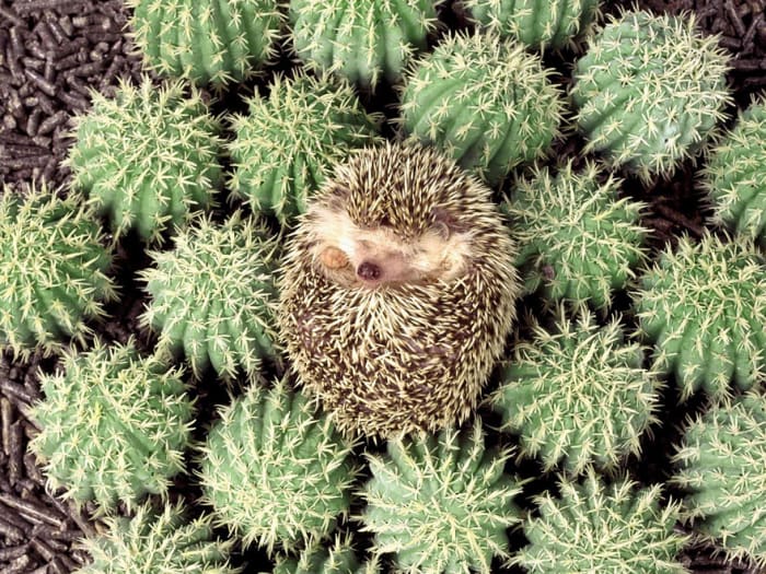 funny pets masters of camouflage hedgehog