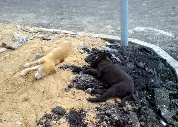 funny pets masters of camouflage laying down dog