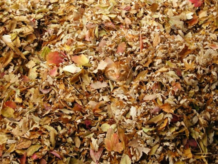 funny pets masters of camouflage leaves cat