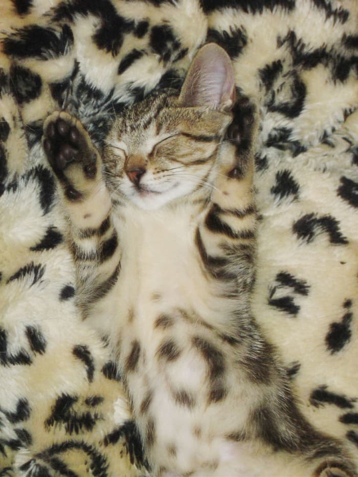 funny pets masters of camouflage leopard