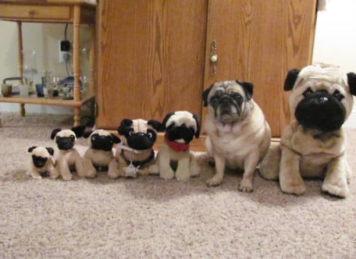 funny pets masters of camouflage pug