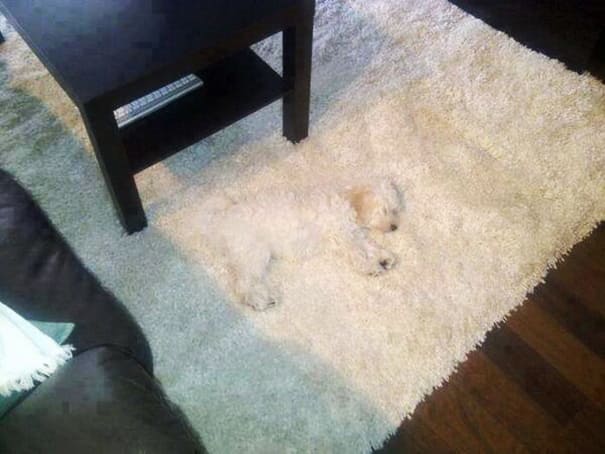 funny pets masters of camouflage rug