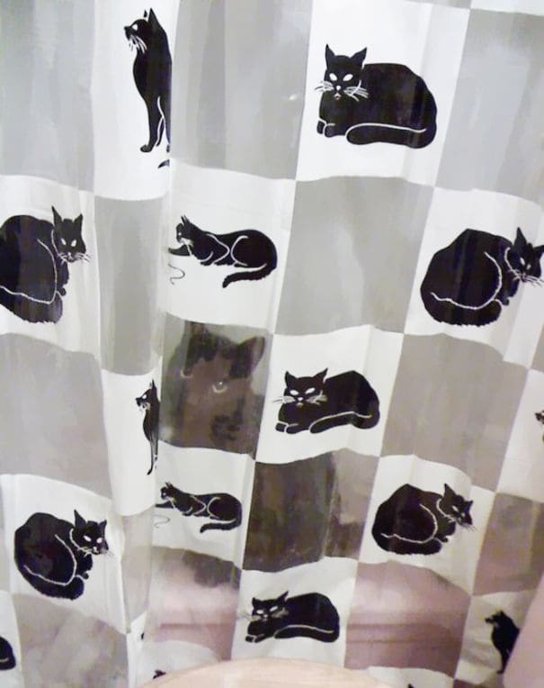 funny pets masters of camouflage shower