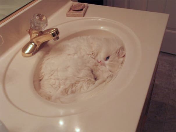 funny pets masters of camouflage sink cat