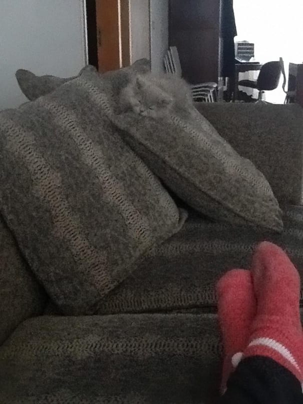 funny pets masters of camouflage sofa