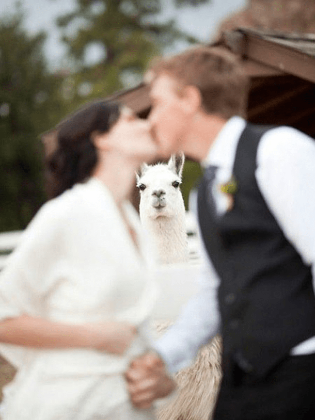 funny wedding photobomb 25