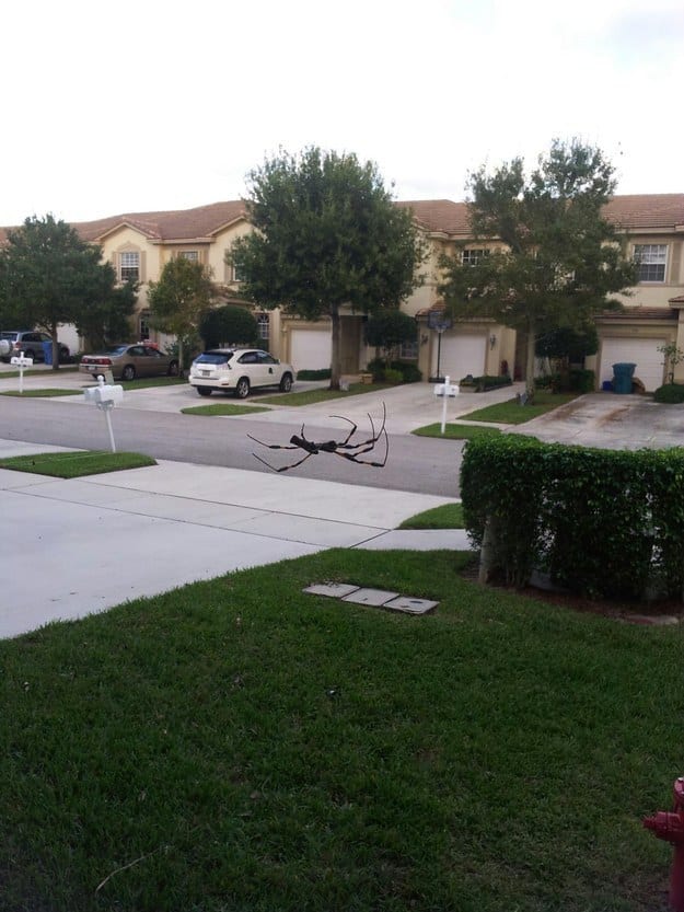 giant spider in street