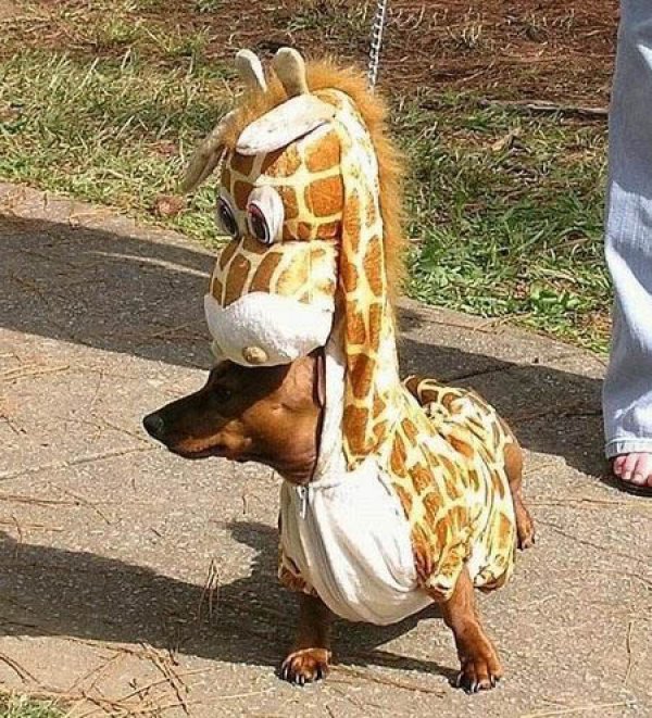 girafe