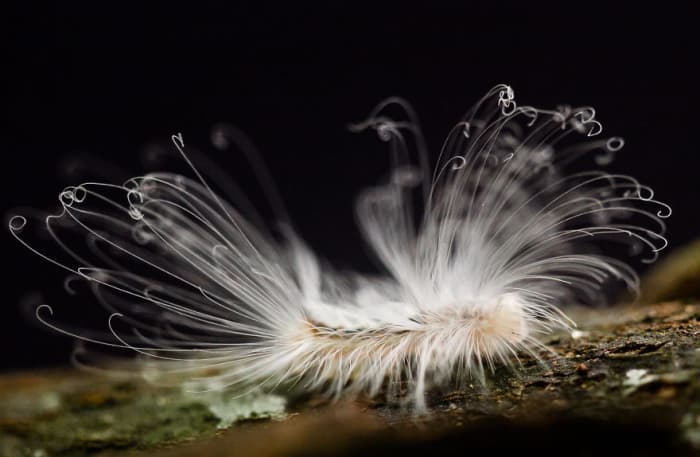 Hairy Caterpillar - Haarige Schmetterlingsraupe