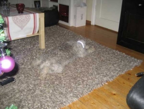 hex-chien-tapis