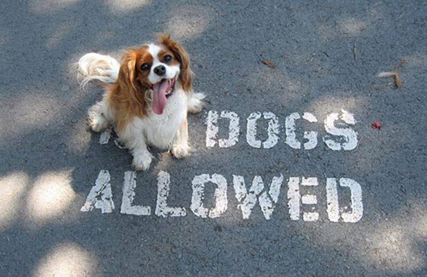 via: thepoodleanddogblog.typepad.com