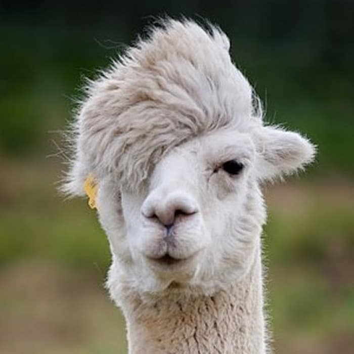 hipster-alpaca