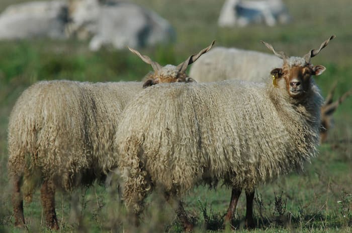 hungarian racka sheep