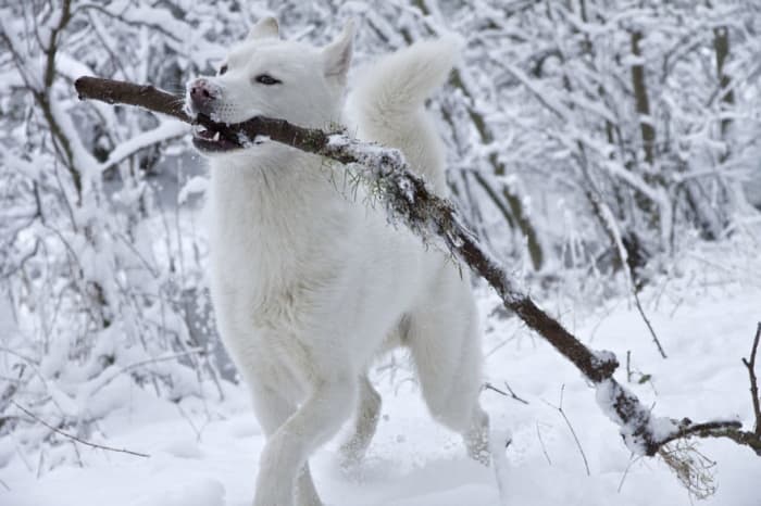 husky carrying stick