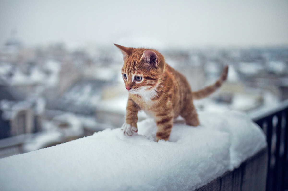 kitty-lost-in-snow