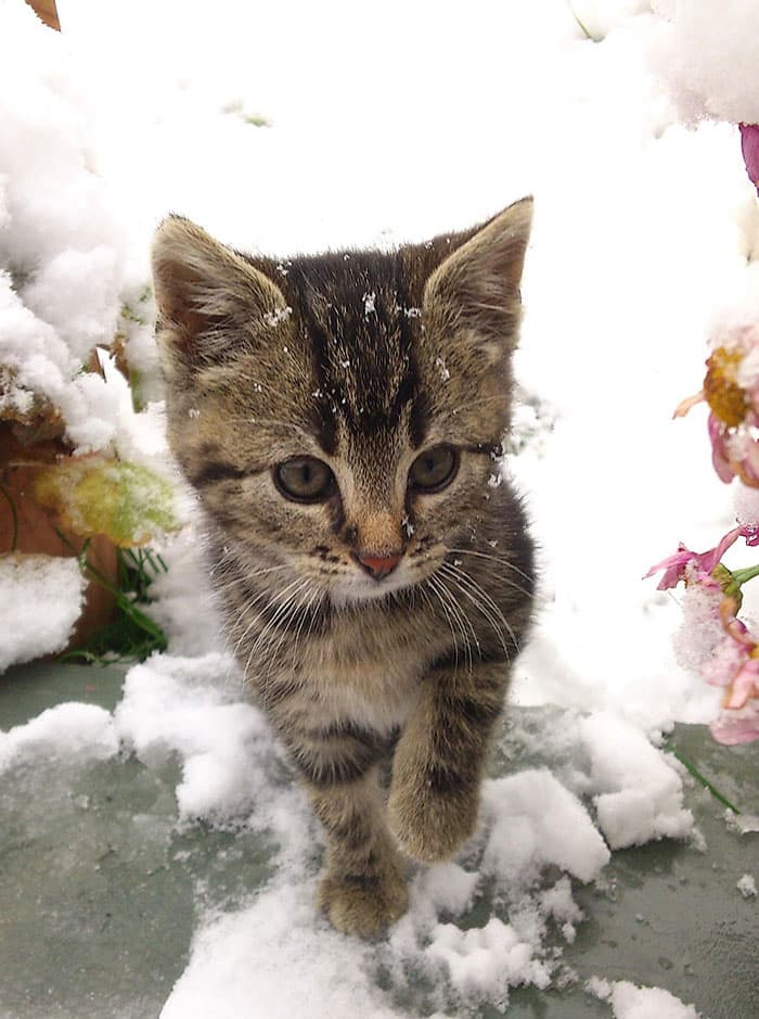 kitty very first snow