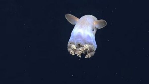 les-scientifiques-ont-pu-observer-une-methode-de-deplacement-encore-inconnue-chez-les-pieuvre-dumbo_65668_w460
