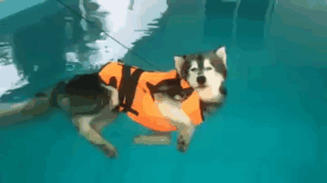 This fella was supposed to learn how to swim. Who says dogs need to learn to swim anyways?