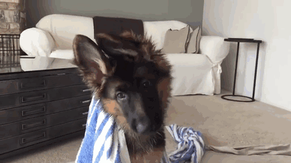 A baffled German shepherd puppy. 