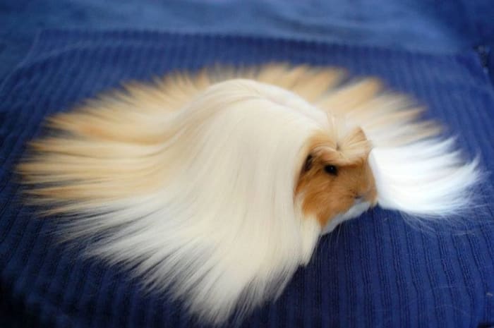 long haired guinea pig