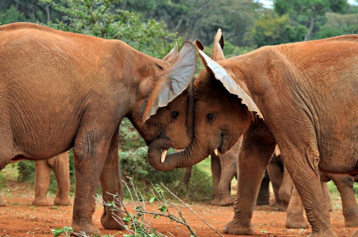 loving animal relationship 27