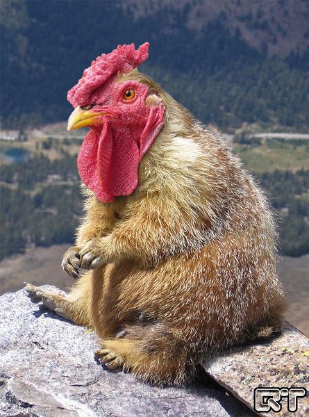 marmotte poule_resultat