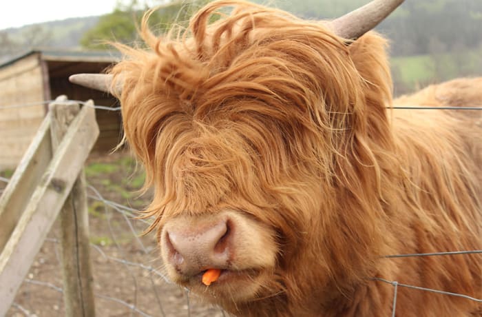mini highland cow