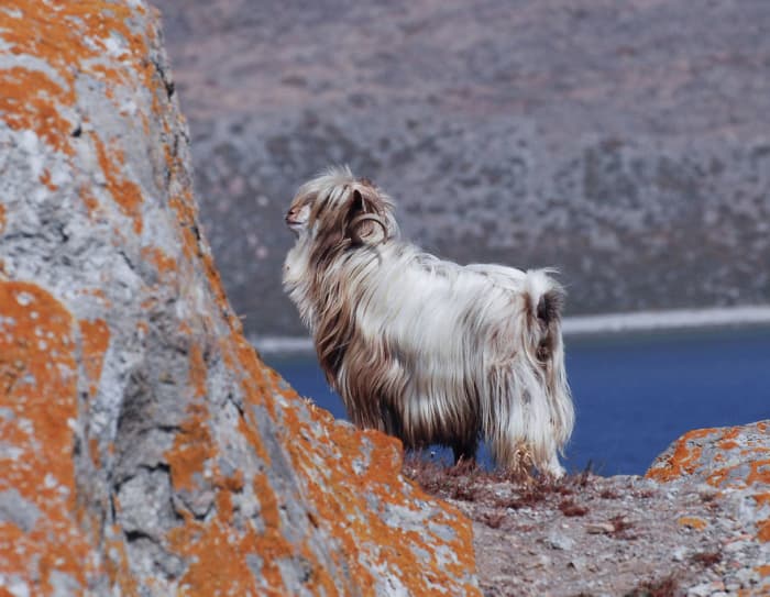 mountain goat