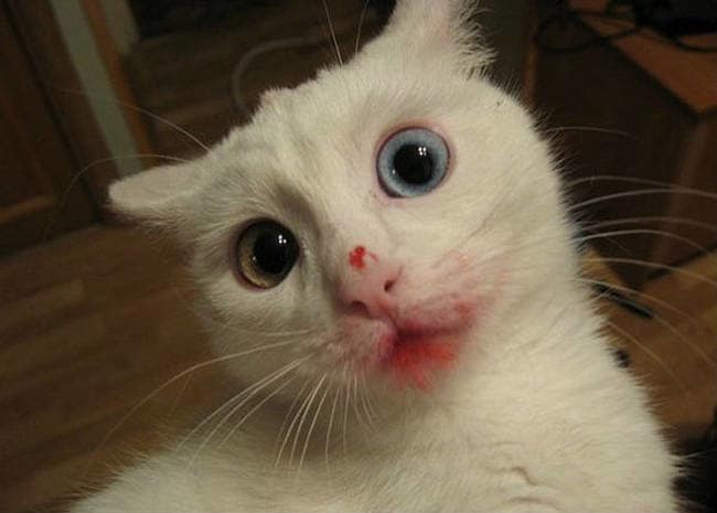 naughty funny pets 1