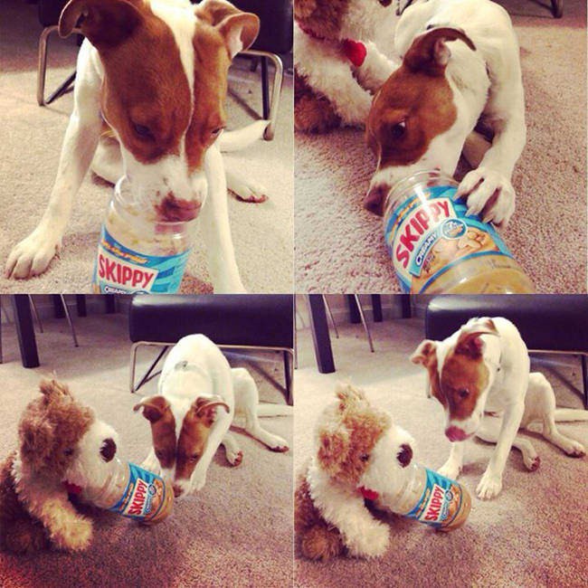 naughty funny pets 10