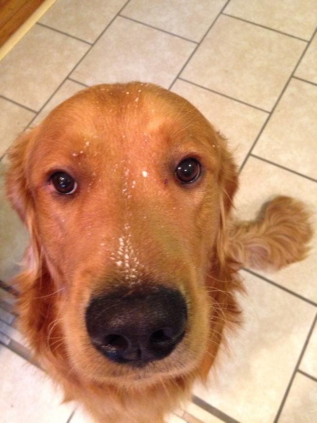 naughty funny pets 15