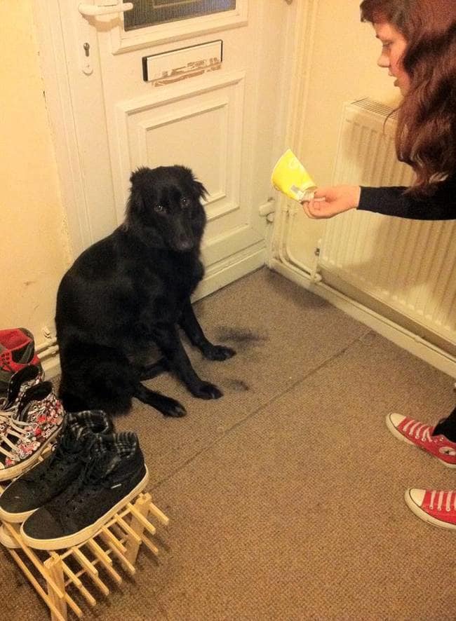 naughty funny pets 16