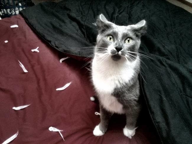 naughty funny pets 18