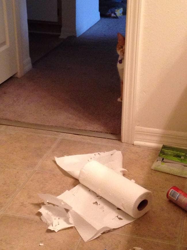 naughty funny pets 19