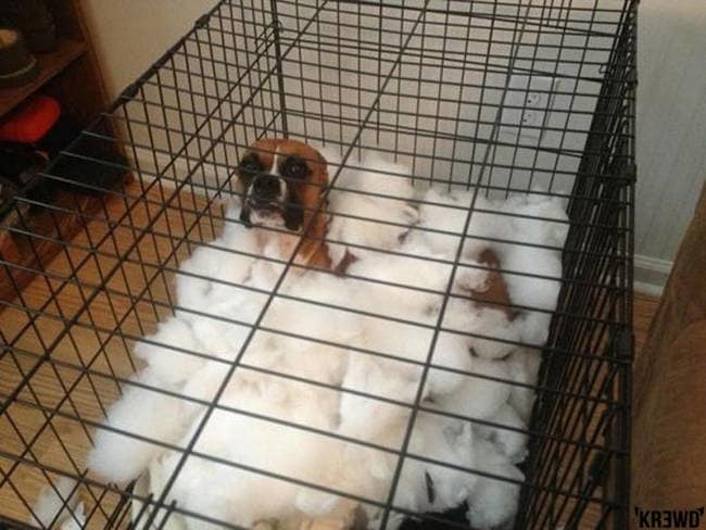 naughty funny pets 3