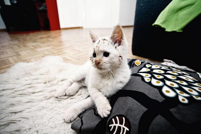 naughty funny pets 4