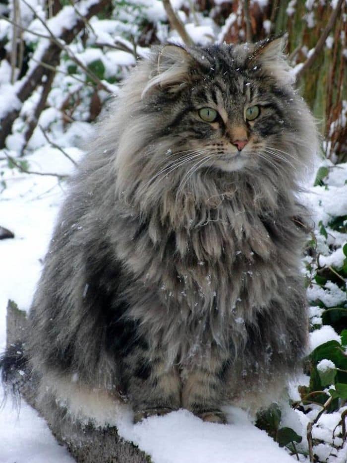 norweigan forest cat
