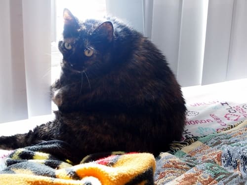 25 Reasons Fat Cats Make The Best Pets
