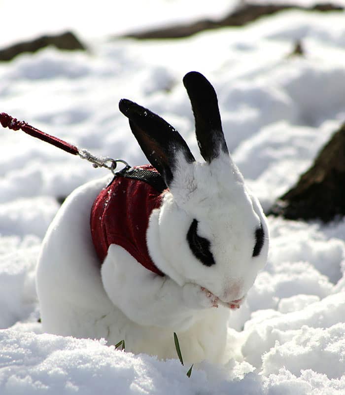 ophie rabbit in snow 1