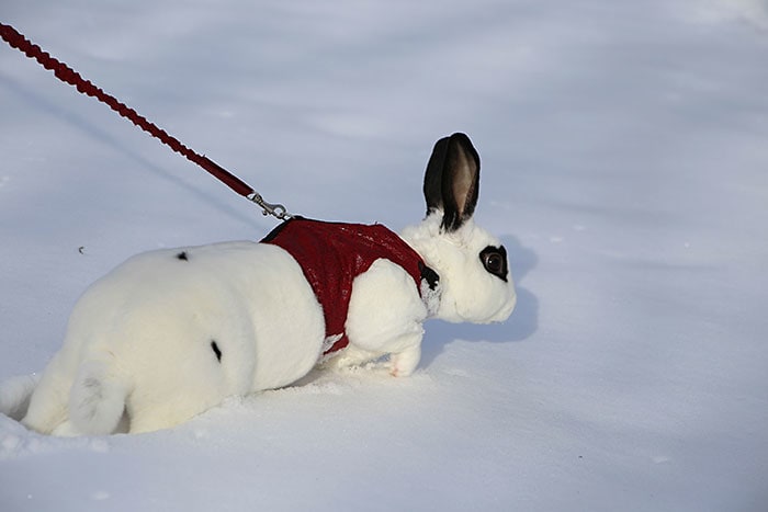 ophie rabbit in snow 2