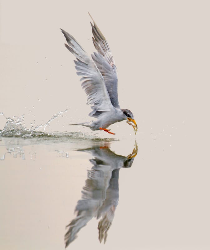 perfectly timed photos 37