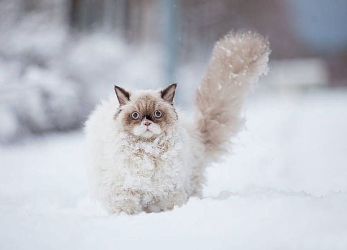 persian cat discovers snow 1
