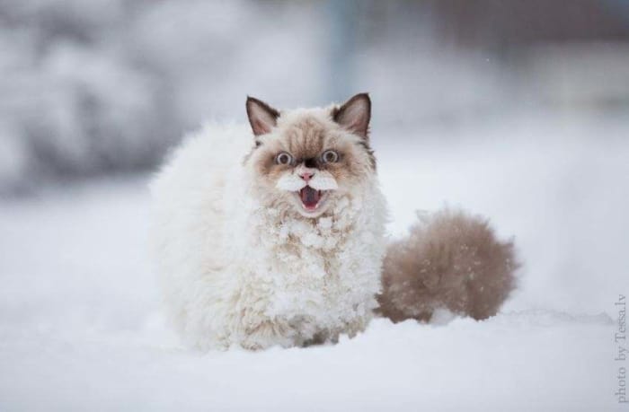 persian cat discovers snow 2