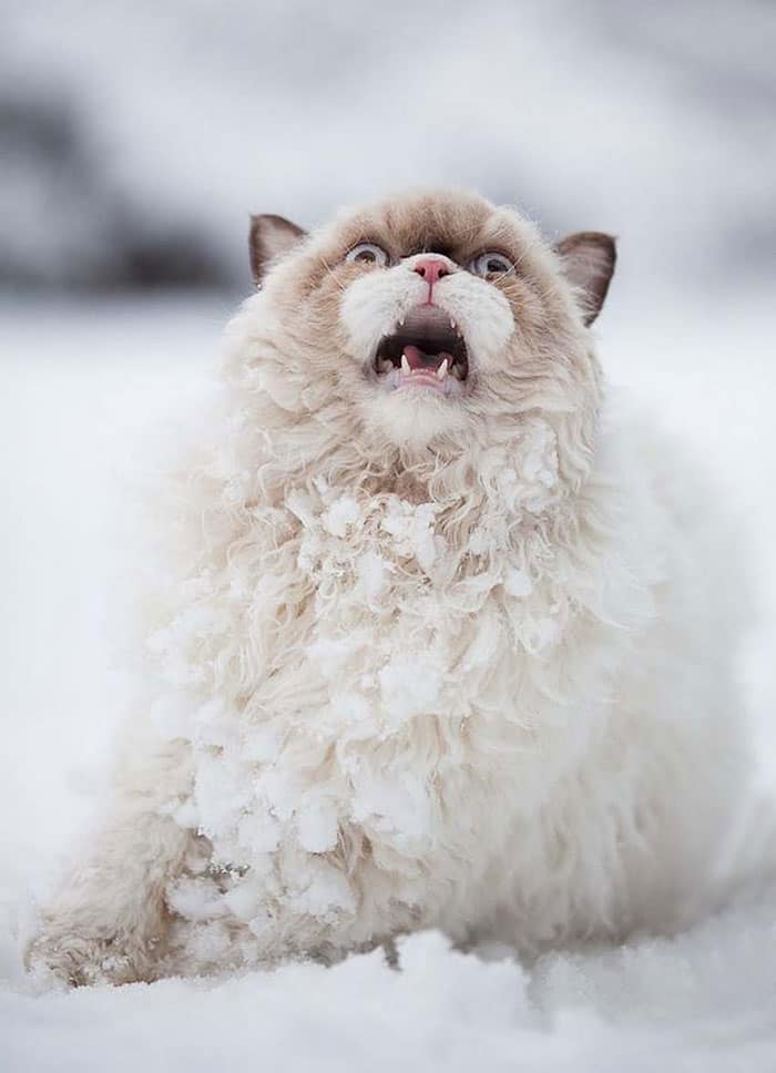 persian cat discovers snow 3