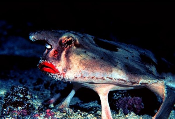 poisson-chauve-souris-e1023