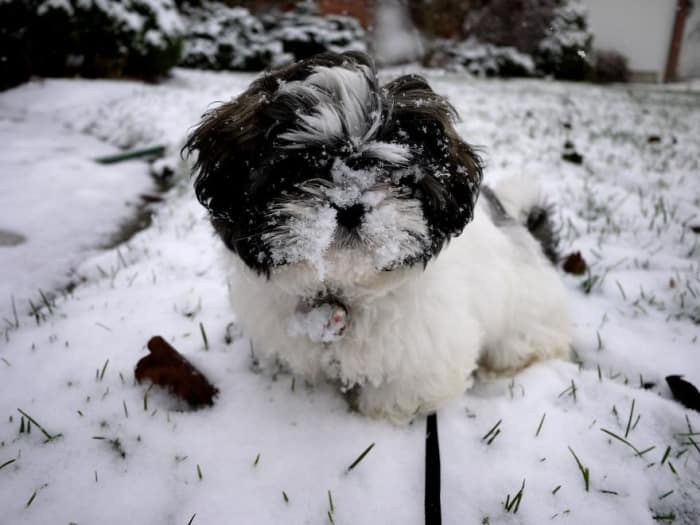 puppy covered in snow